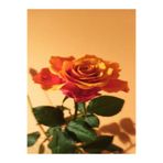 serada decor & plant Canlı Turuncu Bodur Gül Fidanı, 20-40 cm, Tüplü