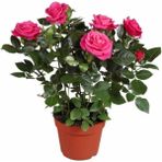 Serada Decor Plant Canlı Yediveren Pembe Bodur Gül Fidanı (Salon Gülü)