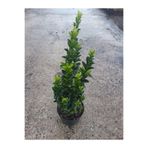 serada decor & plant Canlı Yeşil Taflan Çiçeği, 30-40 cm, Sakısılı, Euonymus Japonicus