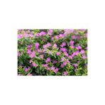 serada decor & plant Cennet Çiçeği, Mezarlık Kabir Çiçeği, 3 Adet, 20-25 cm, Pembe-Mor