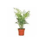 Serada Decor & Plant Chamaedorea Elegans Dağ Palmiyesi, 30 cm, Turuncu Saksı