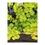 serada decor & plant Çiçek Açan Sarı Kız Altın Kolye Çiçeği, Lysimachia Nummularia, 20-40 cm, 1 Adet