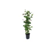 serada decor & plant Çiçekli Kartopu Bahçe Şakayığı + Kokulu Hanımeli Çiçeği Fidanı 2'li Bahçe Peyzaj Seti, 30-60cm, Çok Renkli