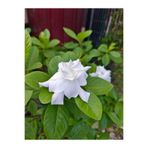 Serada Decor & Plant Çiçekli Mis Kokulu Gardenya Çiçeği, 20-30 cm Saksılı, Beyaz