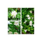 Serada Decor & Plant Çiçekli Yoğun Kokulu Gardenya Çiçeği, 20-30 cm, Saksılı, Beyaz