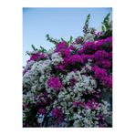 Serada Decor & Plant Çift Renk Pembe Beyaz Begonvil Çiçeği Fidanı, 30-60 cm, Saksılı