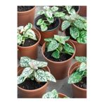 serada decor & plant Çilli Pembe Hostes Çiçeği, Pembe Renk, 1 Adet, 10cm Saksılı