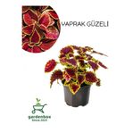 Serada Decor & Plant Çilli Yaprak Güzeli Çiçeği, 10-20 cm, Kırmızı-Sarı