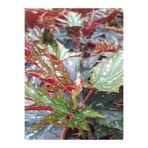 Serada Decor & Plant Çınar Çilli Begonya Çiçeği, 15-30 cm, Saksılı, İç Mekan Bitkisi
