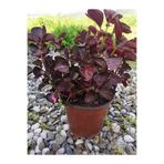 Serada Decor & Plant Çingene Şalvarı Çiçeği, 15-25 cm Saksılı, İç Mekan Bitkileri, Iresine Herbstii