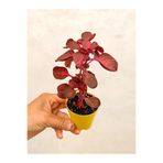 Serada Decor & Plant Çingene Şalvarı Çiçeği, 5-15 cm, Saksılı, Iresine Herbstii