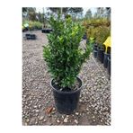 Serada Decor & Plant Çıtır Yeşil Taflan Fidanı, Saksılı Bahçe Çit Peyzaj Bitkisi, 20-30cm