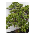 Serada Decor & Plant Crassula Ovata Yeşim Para Çiçeği, 20-30cm, Ev & Ofis İçin