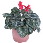 Serada Decor Plant Cyclamen Persicum Saksı'da Kırmızı Renk ( Iran Siklameni) Hediyelik Çiçek