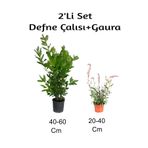 Serada Decor Plant Defne Çalısı+ Gaura Çiçeği 2'li Set Dış Mekan Bitkisi