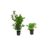 Serada Decor & Plant Defne Çalısı + Itır Çiçeği 2'Li Set, Dış Mekan Bitkisi, Çok Renkli