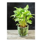 serada decor & plant Dekoratif Canlı Melek Kanadı Çiçeği Saksılı 20-45cm, Syngonium, Yeşil