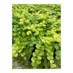 Serada Decor Plant Dekoratif Zemin Örtücü Sarıkız Altın Kolye Çiçeği 1 Adet Makrome Saksılı 30-40CM