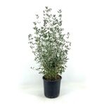 Serada Decor & Plant Dekoratif Zeytin Çalısı, 40-50 cm, 2 Adet Saksılı, Dış Mekan Bitkisi