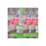 serada decor & plant Dikenler Tacı Çiçeği, 3'lü Set, Pembe Renk, 10-20 cm, Tüplü, Euphorbia milii