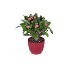 Serada Decor & Plant Dikenler Tacı Çiçekli Hediyelik Fidan, 20-30 cm, Pembe, 1,5 Litre Saksı