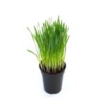 Serada Decor & Plant Doğal Kedi Çimi & Otu Saksıda, 15-20 cm Filizli Taze Yeşillik