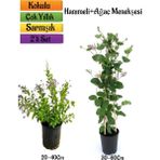 Serada Decor Plant Duranta/mor Ağaç Menekşesi+Kokulu Hanımeli Çiçeği Fidanı 2'li Bahçe Peyzaj Seti