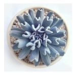 Serada Decor Plant Echeveria Runyonii Topsy Turvy Sukulent Bitki