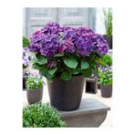 serada decor & plant Eflatun Ortanca Çiçeği, 30-50 cm, Saksılı, Çiçekli Bodur Bitki
