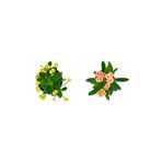 serada decor plant Euphorbia Milli Dikenler Tacı 2'li Set