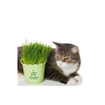 serada decor & plant Evde Saksıda Kedi Çimi, 15-20 cm Filizli Kedi Otu, 1 Adet Potta
