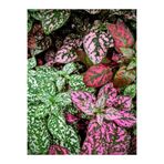 serada decor & plant Farklı Renklerde 3 Adet Hostes Çiçeği Saksılı 10-15cm, Hypoestes