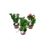 Serada Decor Plant Farklı Renklerde 3 Adet Saksılı 10-20CM Yılbaşı Çiçeği Kaktüsü Iç Mekan Çiçeği