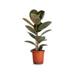 Serada Decor & Plant Ficus Elastica Midi Boy Kauçuk Çiçeği, Saksılı, 20-45cm, 1 Adet