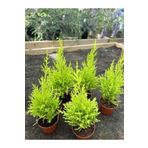 serada decor plant Fomlu Canlı Limon Kokulu Limon Çamı Fidanı 30 ADET 15-20CM Tüplü Dış Mekan Bitkisi