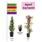 serada decor & plant Formlu Arap Yasemini+ Pembe Begonvil+ Telgraf Çiçeği Hediyeli