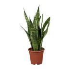 serada decor & plant Formlu Yeşil Kılıç Çiçeği, 25-40cm, Saksılı, Hava Temizleyici Bitki