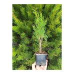 serada decor & plant Formlu Yeşil Leylandi Çam Ağacı Fidanı, 30 Adet Tüplü, 10-30 cm, Dış Mekan Ağacı