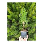 serada decor plant Formlu Yeşil Leylandi Çam Ağacı Fidanı 30 Adet Tüplü 10-30CM Dış Mekan Ağacı