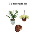 serada decor & plant Ful Yasemin (30-60cm) + Sarı Petunya Çiçeği (20-30cm) + 2lt Curf Dekoratif Taş 3'lü Peyzaj Seti, Çok Renkli