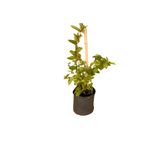 Serada Decor & Plant Ful Yasemin Çiçeği, Yoğun Kokulu, 30-60cm, Sarmaşık Bitki (Jasminum)