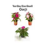 Serada Decor Plant - Fuşya + Pembe + Ebruli Yeni Gine Cam Güzeli Çiçeği 3 Adet Balkon Bitkisi 10 - 15 CM