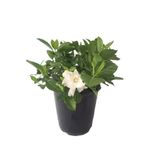 Serada Decor & Plant Gardenya, 30-50 cm, Saksılı İç Mekan Bitkisi, Beyaz Çiçek