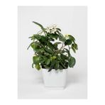 serada decor & plant Gardenya, 40-50 cm, 1 Adet Saksılı İç Mekan Bitkisi, Beyaz Çiçek