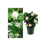 Serada Decor & Plant Gardenya Çiçeği, 20-30 cm, Saksılı, Beyaz, İç Mekan Bitkileri