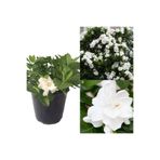 Serada Decor & Plant Gardenya Çiçeği, 20-40 cm, Saksılı, Beyaz, İç Mekan Bitkisi
