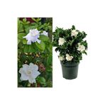 Serada Decor & Plant Gardenya Çiçeği, 20-40 cm, Saksılı, Beyaz