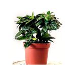 Serada Decor & Plant Gardenya Çiçeği, 20-50 cm, Saksılı İç Mekan Bitkisi