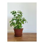Serada Decor & Plant Gardenya Çiçeği, 25-45 cm, Saksılı, Beyaz Çiçekli İç Mekan Bitkisi