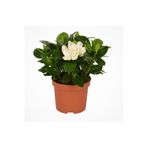 Serada Decor & Plant Gardenya Gardenia Jasmionides Ev Ofis Salon Bitkisi, 10-20 cm